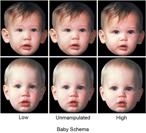 Manipulated examples of “baby schema” used by researchers to measure emotional reactions. Source: PNAS.org