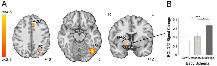 Diagrams showing physiological responses to different levels of “baby schema.” Source: PNAS.org