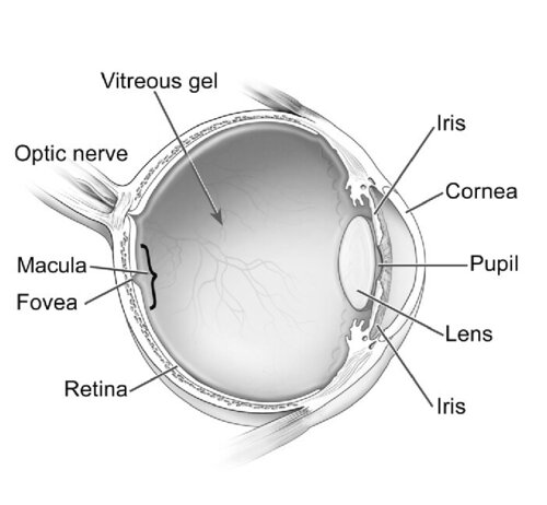 *Drawing of the Eye" by National Eye Institute is licensed under CC BY 2.0