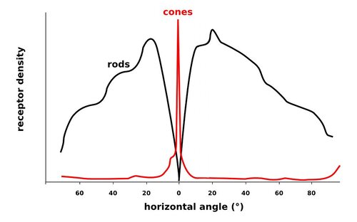 *Rod, Cone density in the human retina* by entirely subjective is licensed under CC BY 2.0