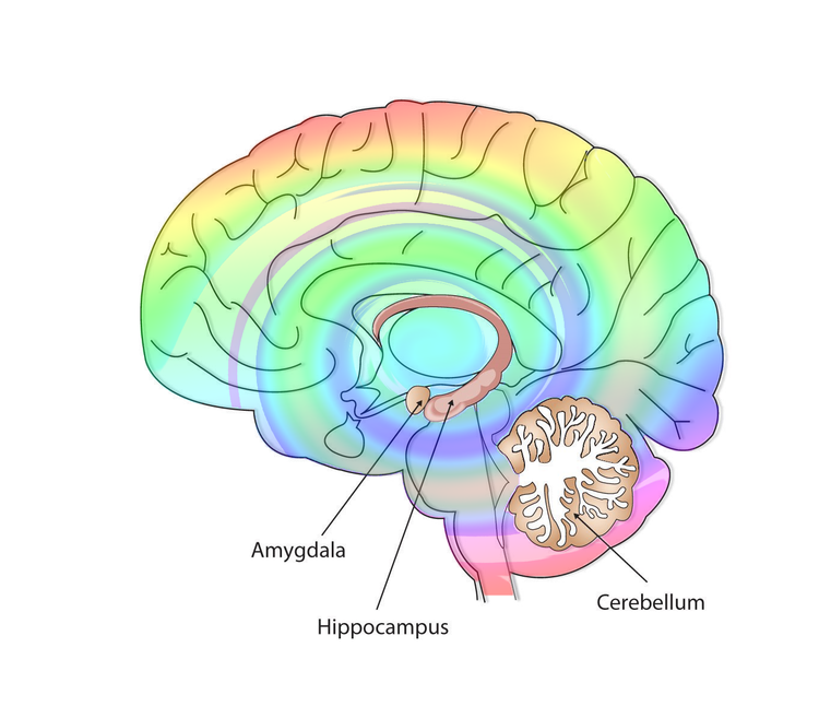 Modified image, original image by Squire, L. R. via American Psychology Association (APA)