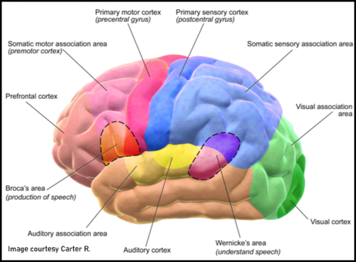 Figure 2 - Motor and Sensory Regions of the Cerebral Cortex [16]